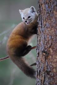 Treknature Pine Marten 2 Photo Cute Animals Animals Beautiful Animals Wild