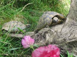 Gesundheitsvorsorge Und Alternativmedizinischen Behandlung Landschildkroten Griechische Landschildkrote Schildkroten Haltung