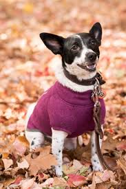 The Ruffwear Fernie A Cozy Sweater Knit Fleece Coat Cute