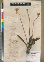 Image result for Gerbera piloselloides