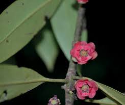 Image result for Asplenium markusbeckeri