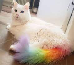 One way to avoid this is to choose a silicone roller rather than one with soft bristles. Opawz Semi Permanent Dye Cats Pet Paradise Cute Animals