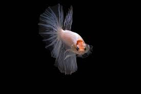 In terms of betta show classes, there are no cellophane bettas. Types Of Betta Fish Fin Types Scale Types Colors More
