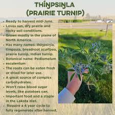 Image result for Scolopia theifolia