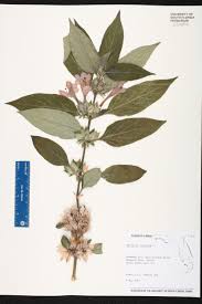 Image result for Barleria cristata