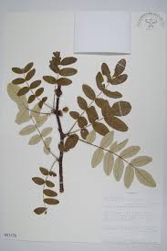 Image result for Lannea humilis