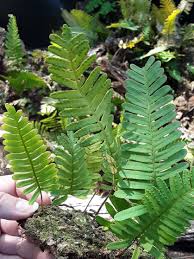 Image result for Pleopeltis