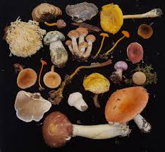 We did not find results for: What S Up With Those Weird Looking Mushrooms The New York Times