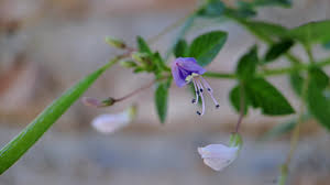 Image result for Cleome rutidosperma