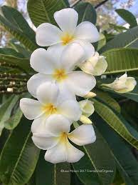 Pin On Flowers Tropicals Plumeria Etc