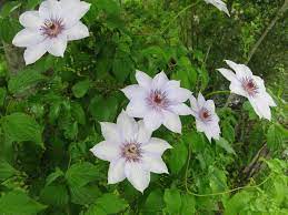 Most species are known as clematis in english, while some are also known as traveller's joy,. Clematis Travellers Joy Old Man S Beard A To Z Flowers