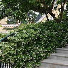 Maybe you would like to learn more about one of these? Star Jasmine Fragrant White Flowering Vine Plantingtree