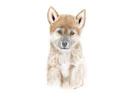 Baby Dingo Art Australian Nursery Print Baby Animal Print Etsy Baby Animal Art Australian Nursery Baby Animal Prints