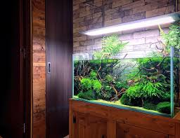 アクアリウム テラリウム 水槽 水草水槽 水草 熱帯魚 流木 レイアウト インテリア ネイチャーアクアリウム ada 90cm 水槽 リビング 観葉植物 癒し onflight aquarium green nature plants ta