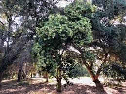 Image result for Ligustrum lucidum