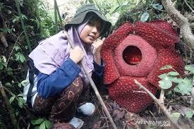 Bunga raflesia memiliki diameter yang tergolong sangat besar yaitu memiliki ukuran 1 meter. Dua Bunga Rafflesia Mekar Di Kawasan Hutan Danau Maninjau Antara News