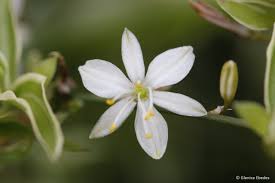 Image result for Chlorophytum galpinii