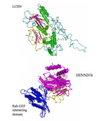 Gundry, charles yoon, ralph schiess. Lchn Wikipedia