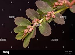 Image result for Euphorbia thymifolia