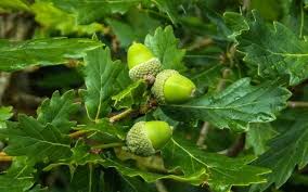 To use the map, simply locate your area and then match up the. 19 Different Types Of Oak Trees With Photos For Identification
