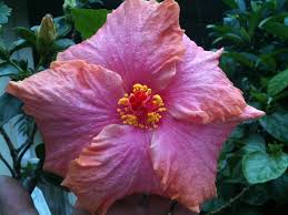 Image result for Hibiscus seineri