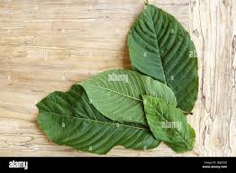 Image result for Mitragyna rubrostipulata