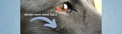 7 ivermectin für hunde und katzen. Zecken Beim Hund Teil 2 Vorbeugen Entfernen Schutz Lernpfote