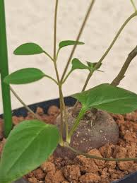 Image result for Ceropegia ringoetii