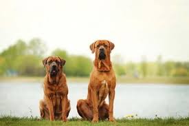 Dunyanin En Buyuk Sekiz Kopek Cinsi My Animals