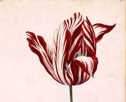 The Most Beautiful Tulip In History Cost As Much As A House Expensive Flowers Tulips Rare Orchids