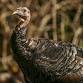 Turkey Shoot event image