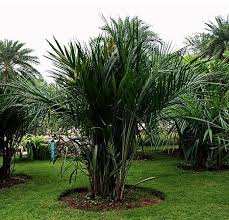 Image result for Syagrus