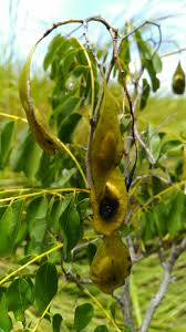 Image result for Dalbergia acutifoliolata