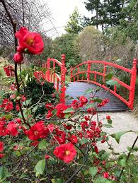 Image result for Chaenomeles japonica