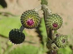 Image result for Cirsium  buchwaldii