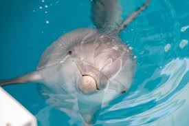 Oct 28, 2021 · playing a trivia game or organizing a trivia quiz with friends or family is a great way to get people together for a fun night. Dolphin Facts Quiz Clearwater Marine Aquarium
