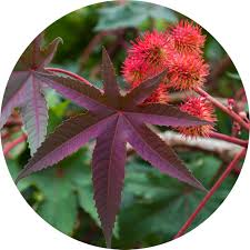 Image result for Ricinus