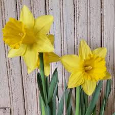 Maybe you would like to learn more about one of these? Bob Sass Flowers Home Facebook