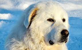 La démarche du chien de montagne des pyrénées est puissante et aisée, jamais empreinte de lourdeur, le mouvement est plus ample que rapide, et non dénué d'une certaine souplesse, ni d'une certaine élégance. Le Patou Ou Chien De Montagne Des Pyrenees Caractere Origine Conseils D Elevage Sante