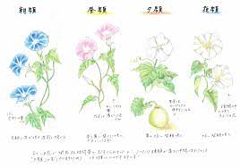 ヒルガオ | Calystegia japonica | かぎけん花図鑑