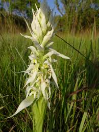 Image result for Satyrium trinerve