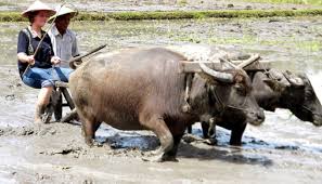 Di tengah kemajuan teknologi, membajak sawah dengan menggunakan kerbau sudah mulai ditinggalkan. Gambar Petani Sedang Mencangkul Di Sawah
