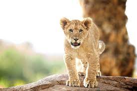 Pin On Lion Camp