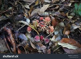 Image result for Balanophoraceae