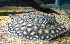 Boesemani Stingray Potamotrygon Boesemani Animals Ocean Fishing Stingray Fish