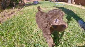 Dedicated to bringing you the best havapoo puppies around! Super Cute Male Havapoo Puppy For Sale In San Diego Ca Youtube