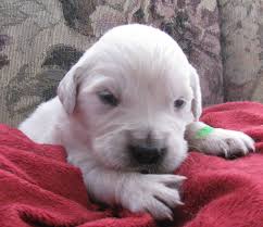 A golden can be all things to all people, from fulfilling its original function in the shooting. Jaycee Grae Golden Retrievers English Golden Retriever Breeder Blountville Tennessee