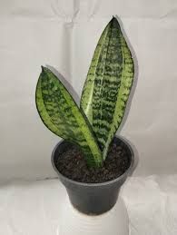 Image result for Sansevieria nilotica