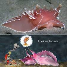 Image result for Tritonia