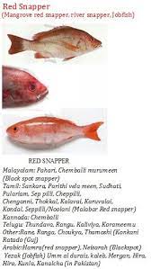 Pin By Arya M J On Fish Glossary Red Snapper Fish Black Spot